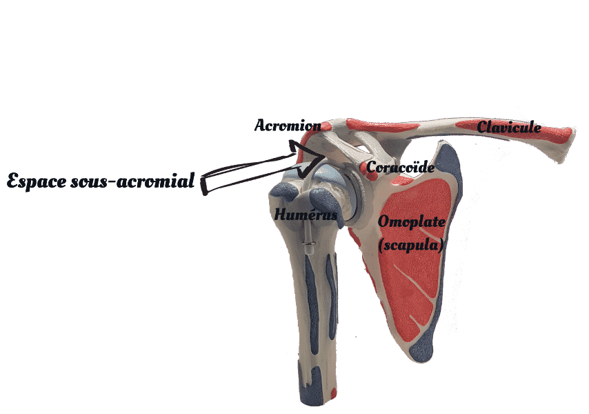 Les os de l'épaule, vus de devant (ici il s'agit donc d'une épaule droite). A noter deux ligaments représentés: acromio-coracoïdien, à gauche entre l'acromion et la coracoïde, et à droite coraco-claviculaire entre la coracoïde et la clavicule.