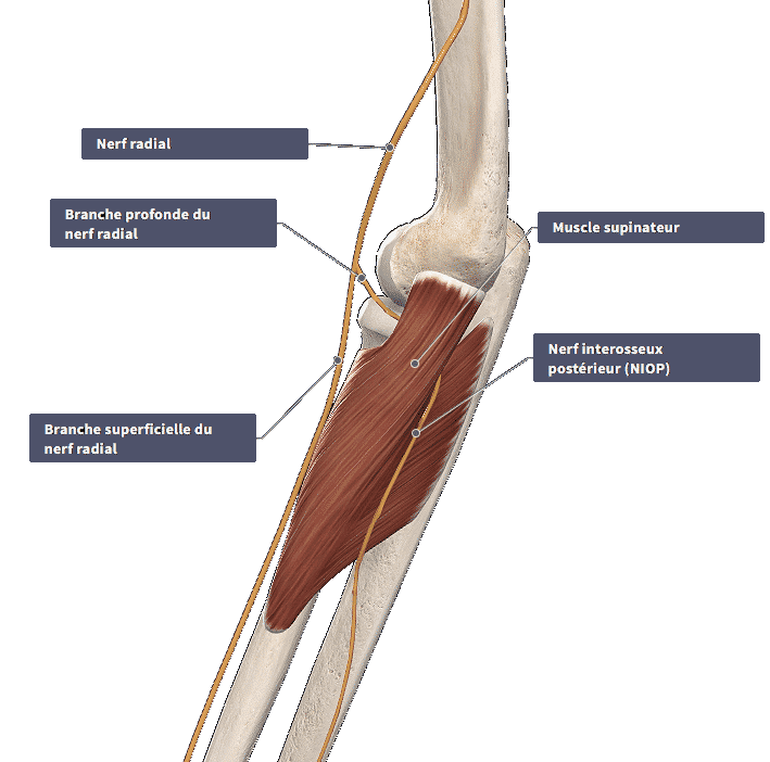 Anatomie du nerf radial et de ses branches