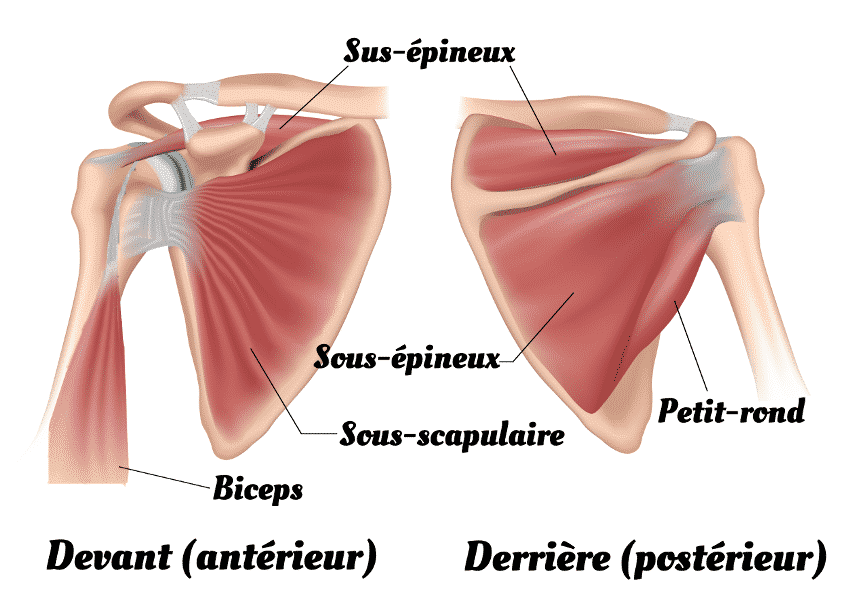 Représentation des muscles de la coiffe des rotateurs ainsi que du biceps avec son tendon long-biceps. Le tendon court-biceps, qui s'insère sur la coracoïde, n'est pas représenté par souci de clarté car il n'est jamais pathologique.