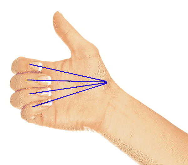 Lors de la flexion, les doigts convergent vers le scaphoïde