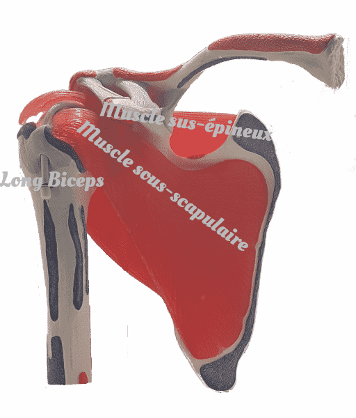 Muscles antérieurs de l'épaule