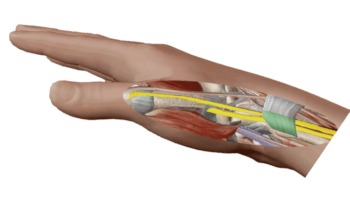 En vert le premier compartiment des extenseurs, et en jaune les tendons long abducteur et court extenseur du pouce.