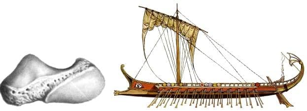 similitude entre le scaphoïde et un bateau