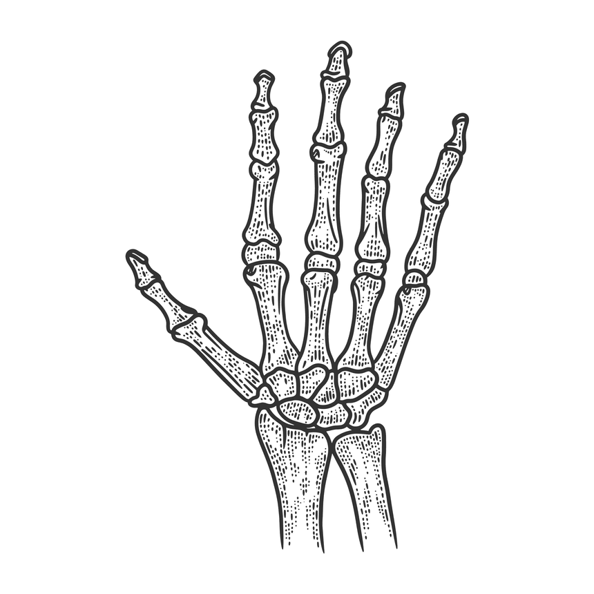 Anatomie osseuse du poignet et de la main - Membre-Superieur