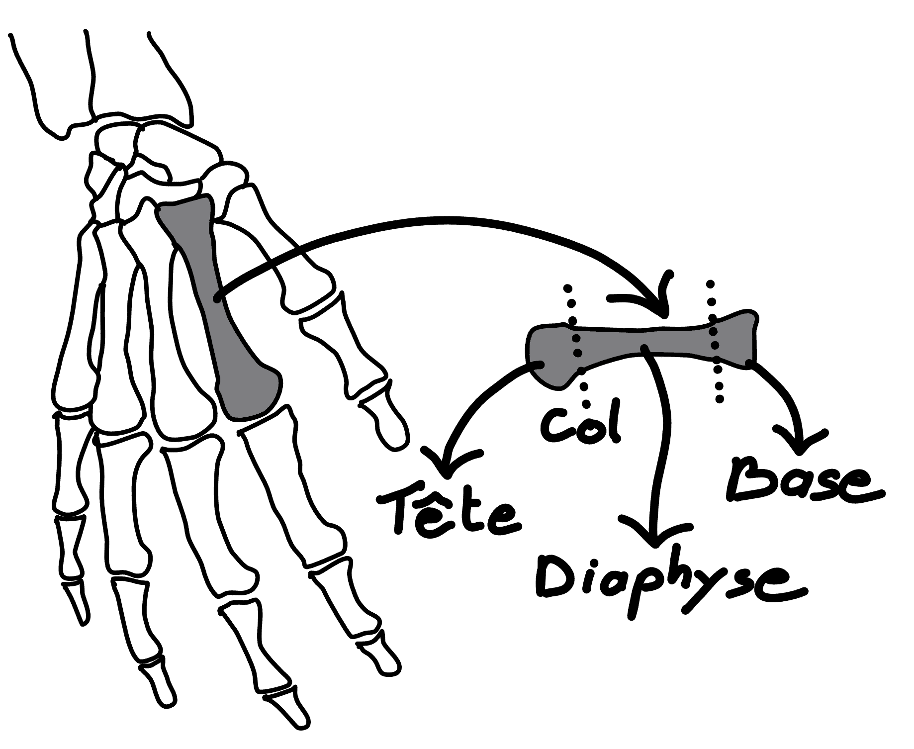 L'os métacarpien comporte une tête, un col, une diaphyse, une base
